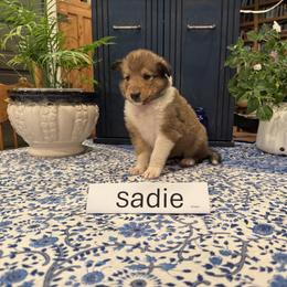 Sadie - Sable and white female Collie puppy in Sedalia, Missouri from Brown Acres Collies