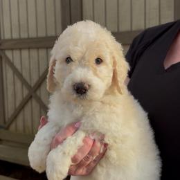 Gray - Tula - Cream female Goldendoodle puppy in Jasper, Georgia from Owen Doodles