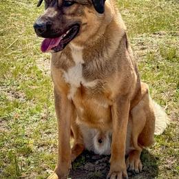 4D Premium Blend - Red fawn male Anatolian Shepherd Dog puppy in Spokane, Washington from 4D Cattle Dogs