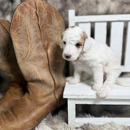 Durango - Parti male Poodle puppy in Ault, Colorado from The Peaks Premium Poodles