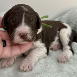 Mr. Green Collar - Parti male Poodle puppy in Screven, Georgia from Dreamland Standard Poodles