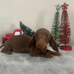 Boy 3 - Chocolate and tan male Dachshund puppy in Waycross, Georgia from Southern Paws