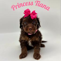 Princess Tiana - Brown female Bernedoodle puppy in Munster, Indiana from Miranda’s Sunshine Poodles and Doodles