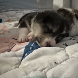 Pembroke Welsh Corgi Puppies from Temperance Farm Corgis