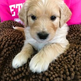 Goldendoodle Puppies from CharLia's Holistic English Cream Golden Retrievers & Doodles