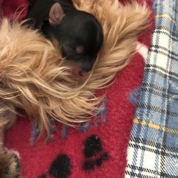 Yorkshire Terrier Puppies from Jackie Jenny’s Precious Yorkies