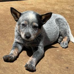 Boy 3 - Blue male Australian Cattle Dog puppy in Irvington, Kentucky from Dry Valley’s Australian Cattle Dogs