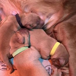 Boy 2 - Golden Retriever puppy from Life with Goldens