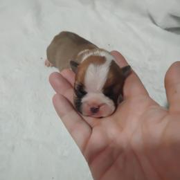 Female 1 - Seal and white female Boston Terrier puppy in Catawba, North Carolina from Lil Wiggles Boston Terriers