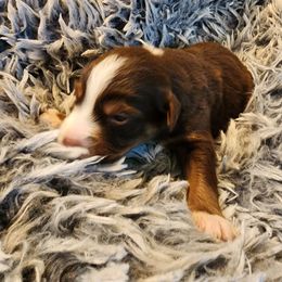 Australian Shepherd Puppies from Steel Magnolia Aussies