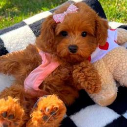 Coco - Red female Maltipoo puppy in Sugar Land, Texas from Celebrity Maltipoos