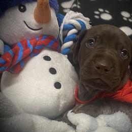 Ted - Liver roan male German Shorthaired Pointer puppy in Hardeman County, Tennessee from Howell Farm GSP