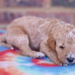 Poodle Puppies from Moss’ Poodles