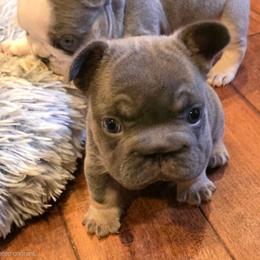 Iduna - Blue fawn female French Bulldog puppy in Columbia Falls, Montana from Glacier French Bulldogs of Montana