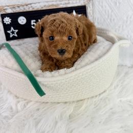 Lime - Red  male Poodle puppy in Florida from Adorable Toy-Miniature Poodles