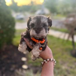 Enzo - Liver male Miniature Schnauzer puppy in Orange City, Florida from Xaysha’s Miniature Schnauzers