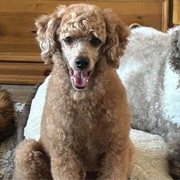 Benny - Red  male Poodle puppy in Stockton, Utah from Mustanghills Doodles and Poodles