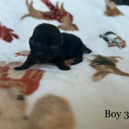 Little bit - Black and white male Chihuahua puppy in Beckemeyer, Illinois from Guardian’s of the Chihuahuas
