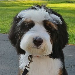 Bernedoodles from Halsey Poodles and Doodles