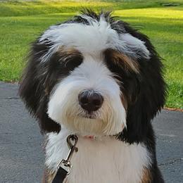 Bernedoodles from Halsey Poodles and Doodles