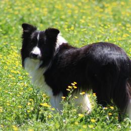 Shep  - Border Collie