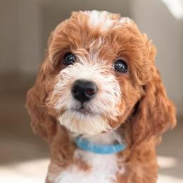 Goldendoodles from Duval Doodles