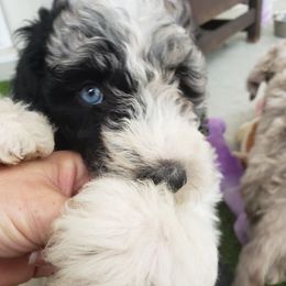 Aussiedoodle Puppies from Double-Doodle