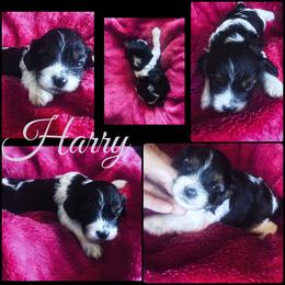 Harry Potter - Tri-color male Cavapoo puppy in Battle Lake, Minnesota from Panda Puppies