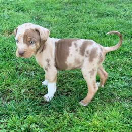 Male 3 - Red merle male Catahoula Leopard Dog puppy in Gadsden, Alabama from Rich Cat’s