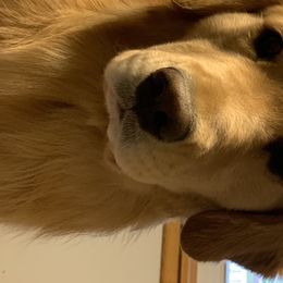 Golden Retrievers from Sue Gamble's Golden Retrievers