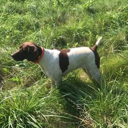 Bella - German Shorthaired Pointer