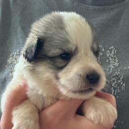 Han - White and badger male Great Pyrenees puppy in Murfreesboro, Tennessee from Storybook Tails Farm