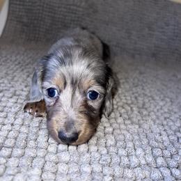Studd Muffin - Dapple male Dachshund puppy in Norman, Oklahoma from Mother of Dachshunds
