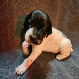 Girl 2 - female German Shorthaired Pointer puppy in Meriden, Kansas from Hull's GSPs