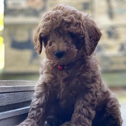 Molly - Goldendoodle