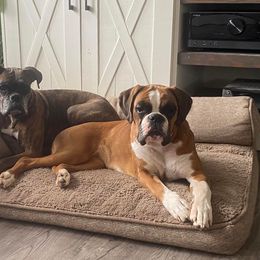 Boxer Puppies from Von Royal Dell’Infinite