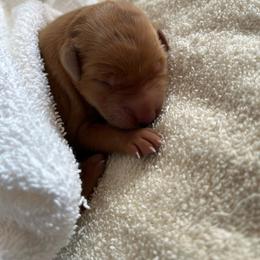 Female 3 - Golden female Golden Retriever puppy in David City, Nebraska from Lucky Penny Goldens
