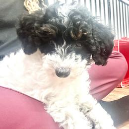 Arrow - Parti male Poodle puppy in Stanley, Wisconsin from McJare's Puppy Palace