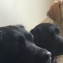 Labrador Retrievers from Labs of Woodhaven