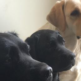 Labrador Retrievers from Labs of Woodhaven