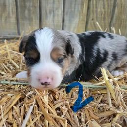 Blue Merle male (2) has full tail - Blue merle male Toy Australian Shepherd puppy in Hillsboro, Illinois from Shoal Creek Puppies