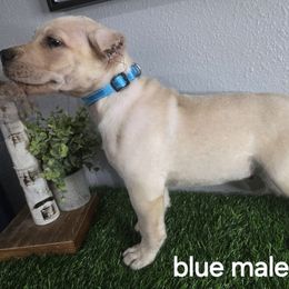 Blue male - Fawn male Cane Corso puppy in St. Augustine, Florida from RG2 Cane Corsos