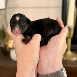 Turquoise- grey collar - Phantom female Bernedoodle puppy in Salt Lake County, Utah from Coco Avenue Pups