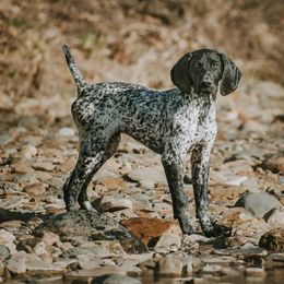German Shorthaired Pointers from Zion Shorthairs