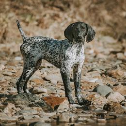 German Shorthaired Pointers from Zion Shorthairs