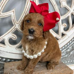Rose - Red female Bernedoodle puppy in Calico Rock, Arkansas from Cottrell’s Poodles & Doodles
