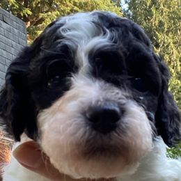 Dark pink collar black and white - Black and white female Cockapoo puppy in Lake Stevens, Washington from Maranatha Cockapoos
