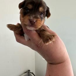 Mocha - Chocolate and tan female Yorkshire Terrier puppy in Rochester, New York from Tnt Yorkies and Cosmic corgis