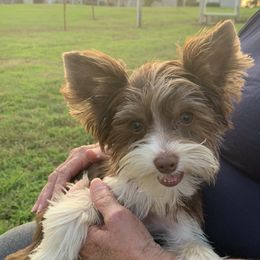 Cameron - Yorkshire Terrier