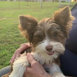 Cameron - Yorkshire Terrier
